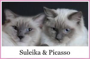 Juhui!!! Suleika wird Mama