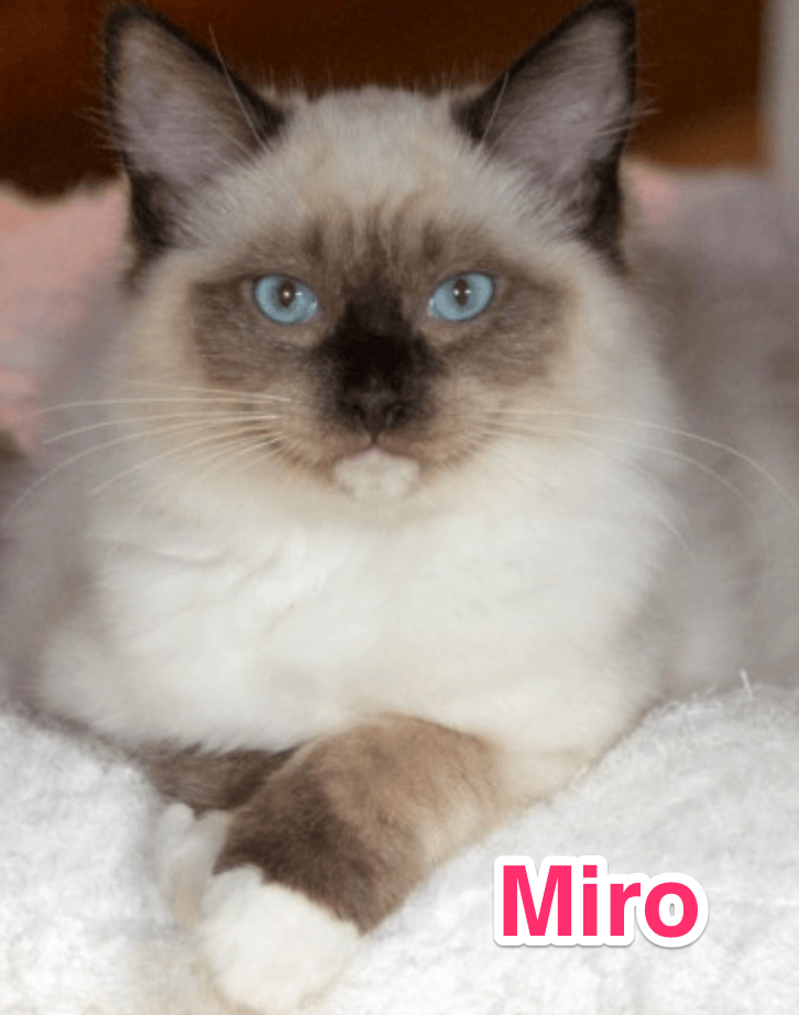 Update Resultate Sindbad und Miro