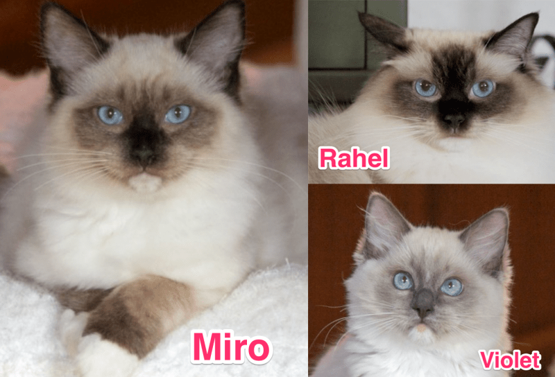 Violet und Rahel werden Mutter!!!