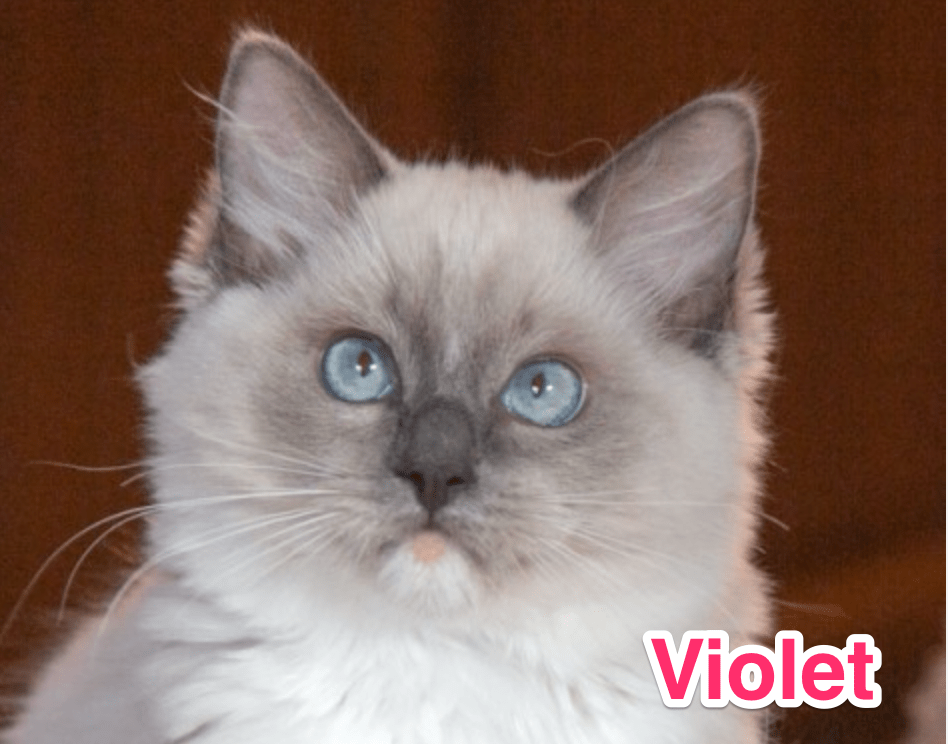 Juhuii!!!! Violet ist Mami geworden!!!