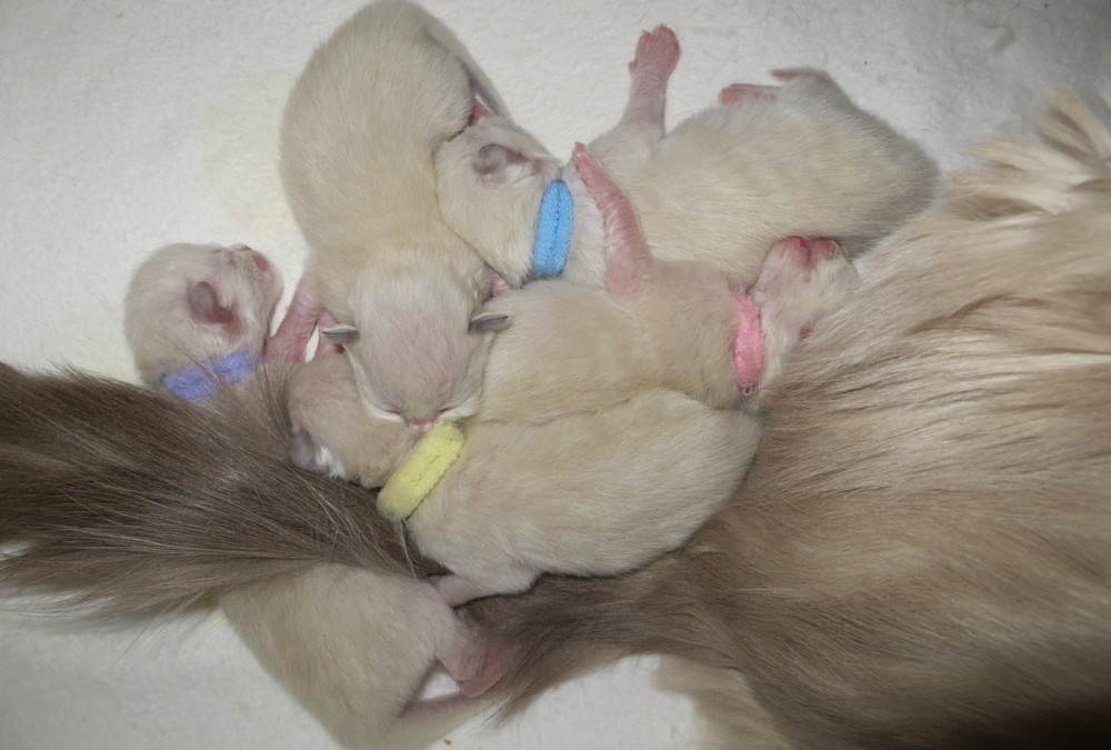 Die Kitten sind da!!!