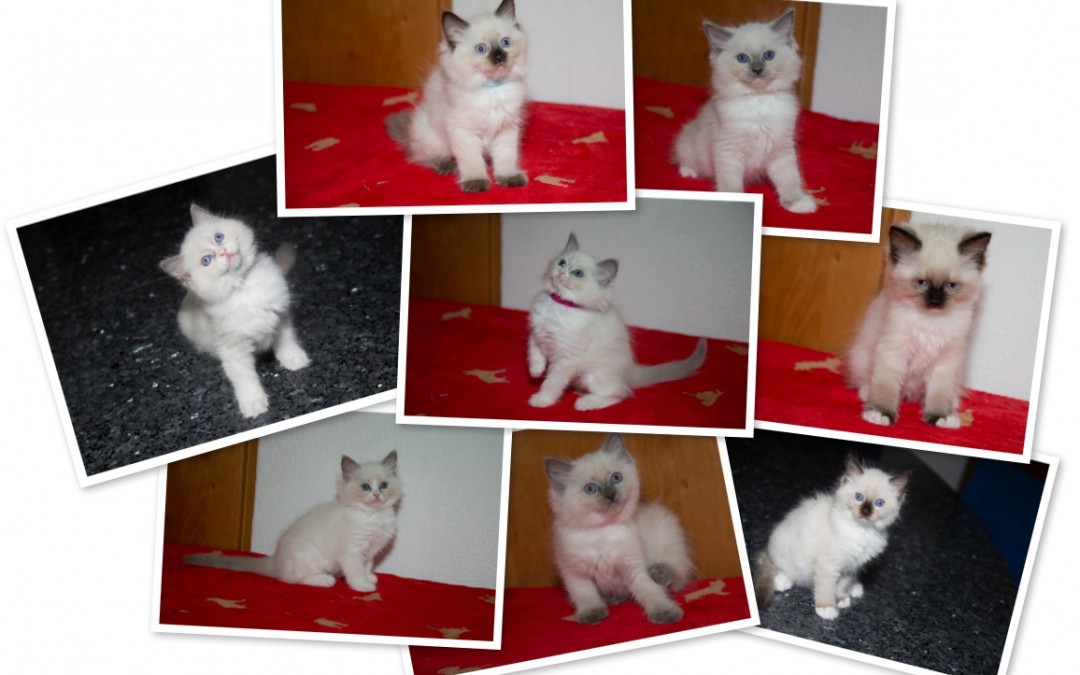 Juhuiii!!! Wir haben alle ein Zuhause gefunden!!!