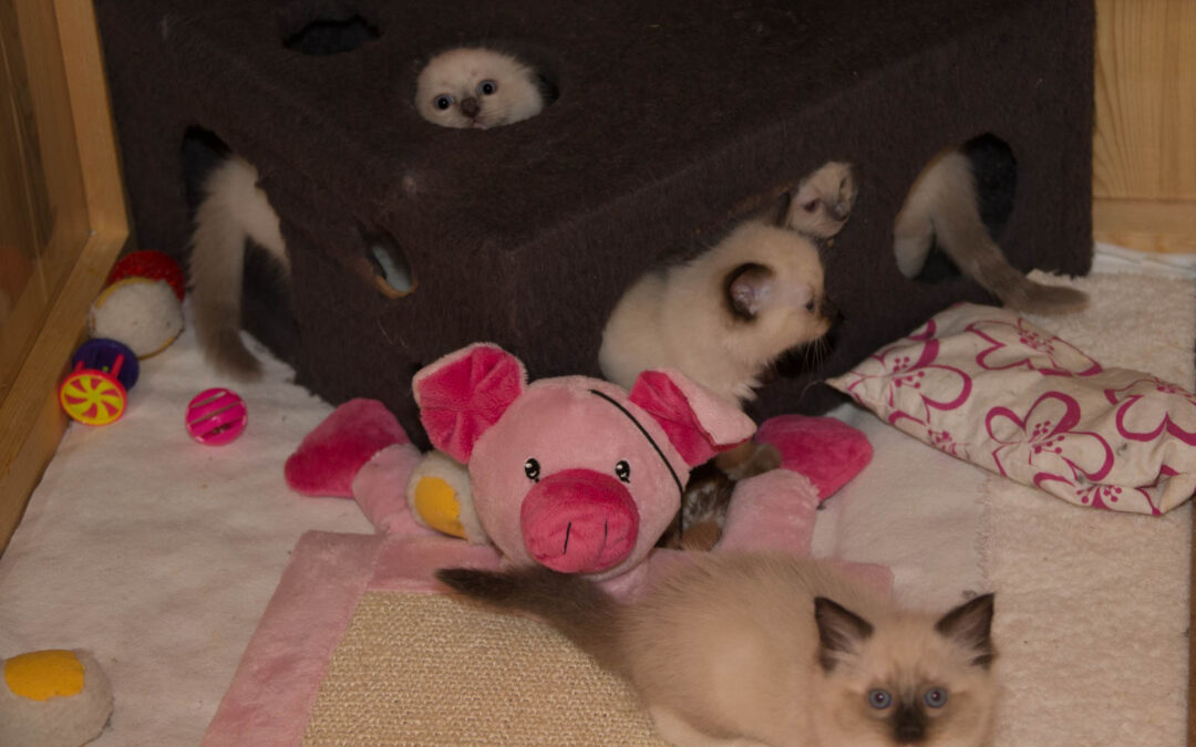 letzte KittenBilder für dieses Jahr…