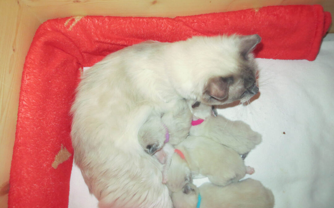 Erste Bilder von Violets Kitten