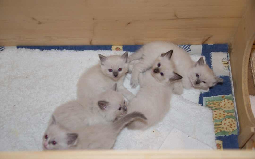 KittenAlarm!!!…Neue Bilder