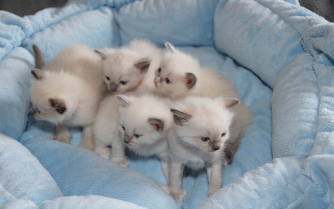 4 Wochen… klein, frech aber soooo süss…