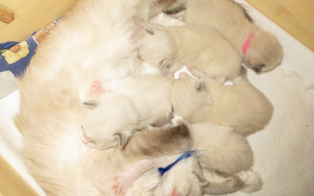 Babies 2014 – Neue Bilder